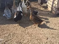 Ducks — photo 2