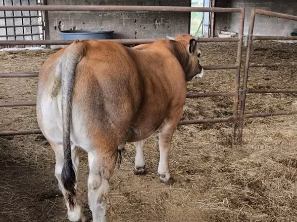 公牛, Partenaise cattle