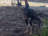 Chickens — الصورة 2