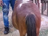 Stute, Miniature horse — Foto 3
