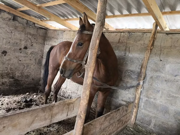 Cheval, Chevaux