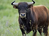 Taureau, Vache rouge danoise — photo 6