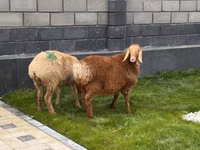 Schaf, Hissar sheep — Foto 3