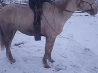 公马, Yakutian horse — 照片 3