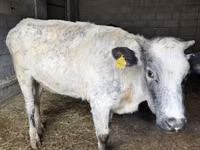 Kuh, Swiss cattle — Foto 5