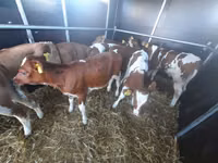 公牛, Simmental cattle — 照片 1