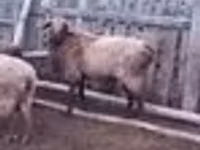 كبش, Edilbay sheep — الصورة 4