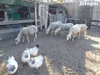 Schaf, Lacaune sheep — Foto 8