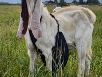 公山羊, Gulabi goats — 照片 2