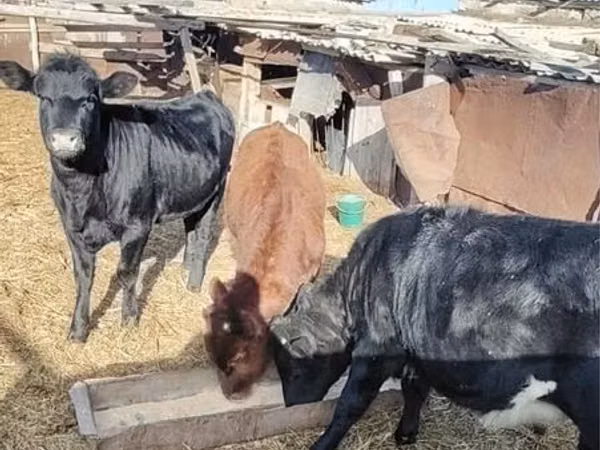 أبقار (دفعة، الجنس غير محدد), الماشية