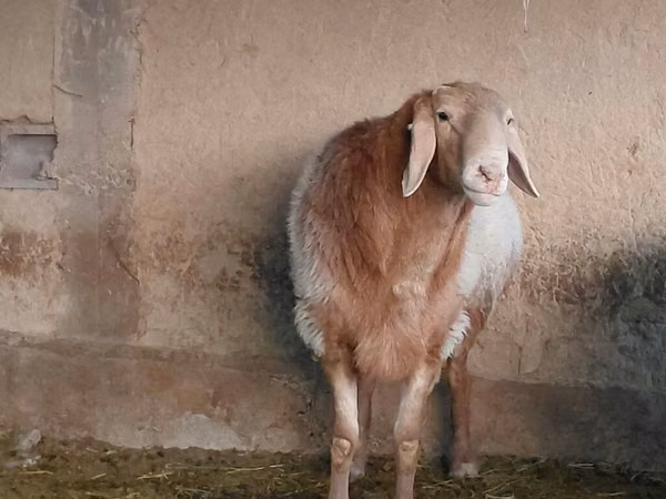 Ram, Arashan sheep
