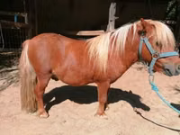 公马, Shetland Pony — 照片 4