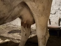母牛, Ukrainian Brown Dairy Cattle — 照片 5