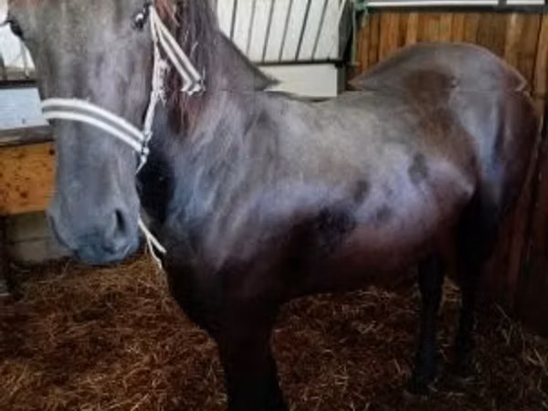 Stute, Friesian