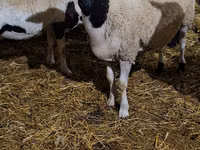 Carnero, Dorper sheep — foto 4