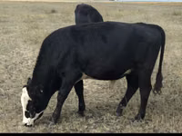 Cow, Red Polled Cow — photo 3