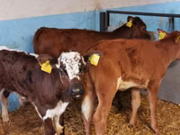 公牛, Cattle — 照片 7