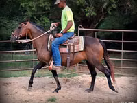 Stute, Quarter Horse — Foto 5