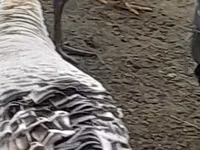 Large poitrine blanche — photo 1