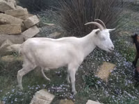 عنزة, الماعز — الصورة 1