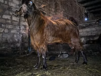 Boucs, Kamori goats — photo 3
