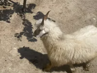 Ziege, Angora goats — Foto 1