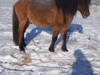 母马, Yakutian horse — 照片 2