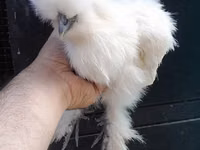 Chickens — फ़ोटो 6