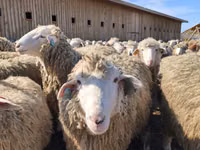 Brebis, Kuibyshev sheep — photo 4