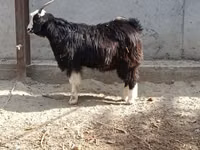 母山羊, Goats — 照片 3