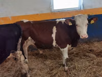 Bulle, Simmental cattle — Foto 1