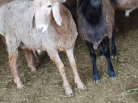 Ram, Sheep — photo 4