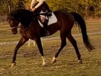 Cheval, Hanoverian — photo 2
