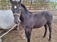 Cheval, Chevaux — photo 3