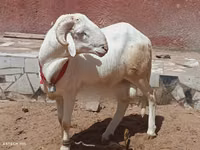 Bélier, Moutons — photo 2