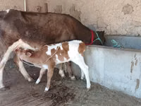 母牛, Latvian Blue cattle — 照片 8