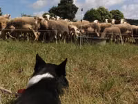 Schaf, Lacaune sheep — Foto 4