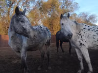 Yegua, Appaloosa — foto 3