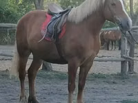 घोड़ी, Haflinger — फ़ोटो 1