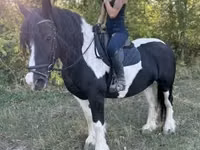 母马, Gypsy horse — 照片 4