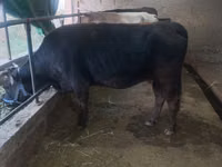 Vache, Bovins — photo 2