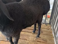 公羊, Jaidara sheep — 照片 3