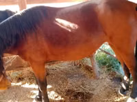 母马, French Trotter — 照片 3