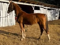 Yegua, Dutch warmblood horse — foto 3