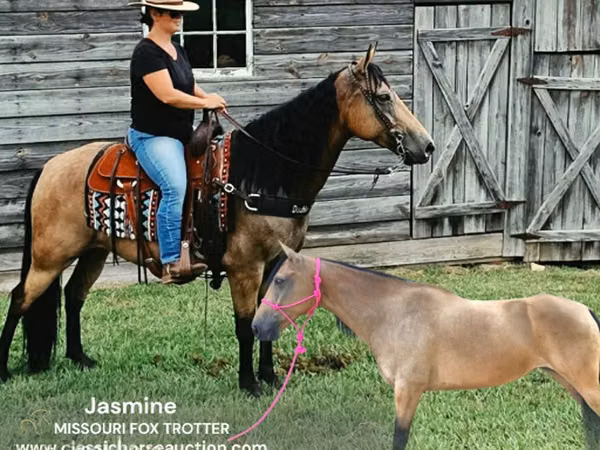 فرس, Missouri foxtrotter