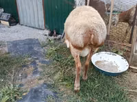 Carnero, Rhon sheep — foto 3