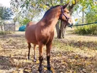घोड़ा, Nonius horse — फ़ोटो 7