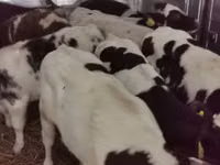 公牛, Russian Black pied cattle — 照片 5