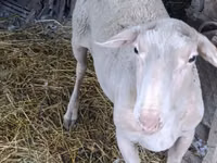 Bélier, Assaf sheep — photo 3