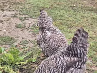 Slovenian Barred Hen — photo 8